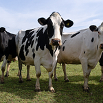 Cows (Leica X1)
