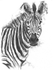 "zebra"