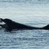 Bottlenose Dolphin