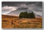 Red Deer at the Buachaille