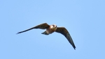 Red-footed Falcon