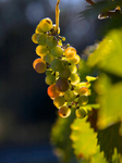 Ripening Grapes 06473