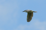 Black-crowned Night-Heron portfolio