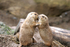 Prairie Dogs