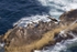 Gannet Glide