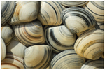 Trough Shells