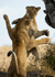 Lions at play