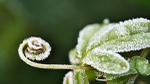 Frosty Tendril