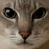 Frear-Cat02