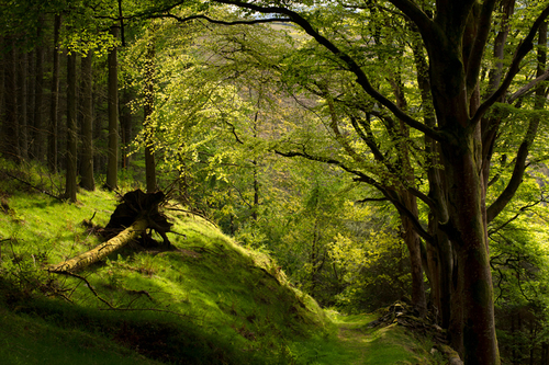 Tholt-y-Will an the fresh green leaves of the beech trees back lit in the glorious spring sunlight.