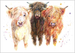 THREE HIGHLAND COWS 710