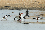 Squabbling Shelducks! - 2 of 3