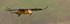 Bearded Vulture