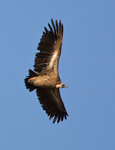 White-backed Vulture portfolio