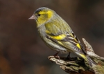 Siskin 1