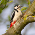 Great Spotted Woodpecker (male) at Otmoor RSPB