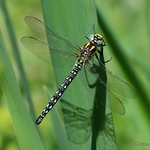 Hairy Dragonfly (Brachytron pratense) M