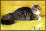 London-Cat-Sitting-Fulham
