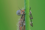 In the world of Damselflies