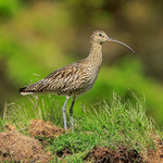 Curlew standing on mound, Scotland