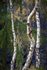 Silver Birch Trunks