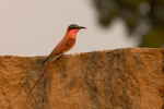 Carmine Bee-eater