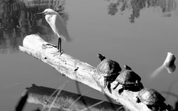 AnimalsCreatures _0107