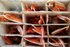 HCF002: Live langoustines