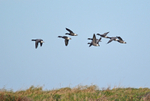 Dark-bellied Brent Geese