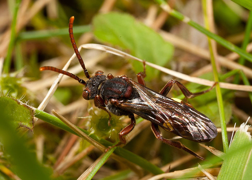 Warwickshire, May 2012. At an [i]Andrena bucephala[/i] colony.