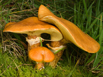 Larch Bolete (02)