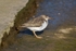 Spotted Sandpiper
