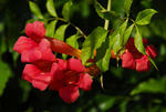 Trumpet Creeper