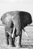 _M7B0156 Amboseli