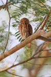 Ferruginous Pygmy-Owl, Pantanal, Brazil