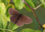 Ringlet