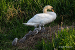 Swan & Cygnets - Climbing the nest 3