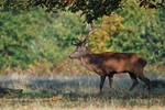 Red Deer