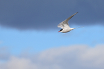 Flying Arctic Tern stormy sky, Floi, Iceland