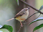 Tawny-flanked Prinia perched in a bush