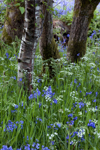 The Woodland Floor