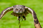 Jasmine the Bengal Owl