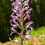 Orchids - Orchis portfolio