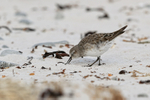 White-rumped Sandpiper portfolio