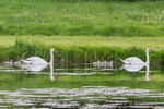 Swans and Cygnets