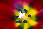 Flower - 6459