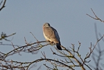 Woodpigeon