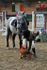 equiscot 3184