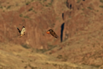 Red-tailed Hawk portfolio