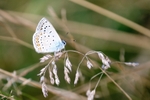 Common Blue